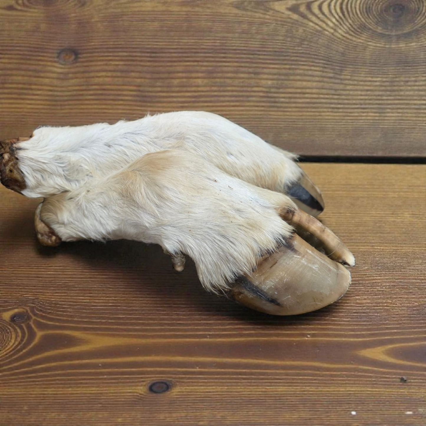 Dehydrated Cow Legs – Long-Lasting, All-Natural Chew for Strong, Healthy Dogs (NZ-Made)