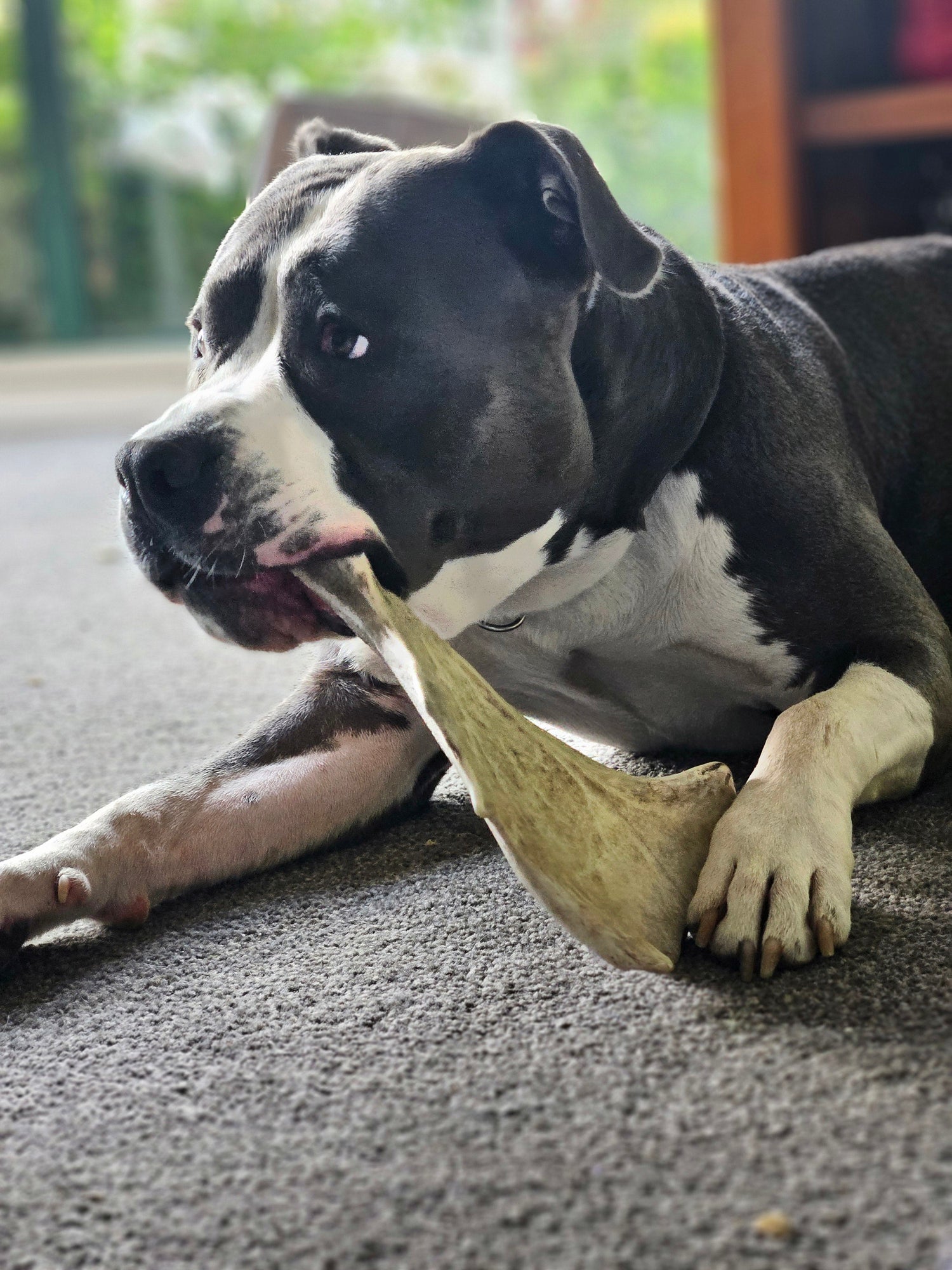 The Benefits of Antlers for Dogs – Natural, Long-Lasting Chews