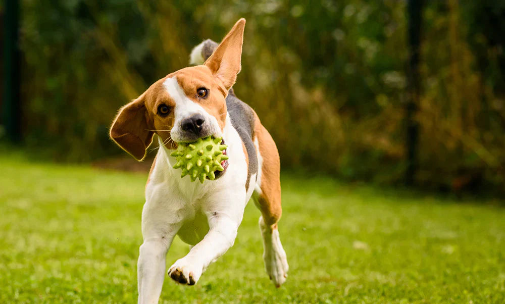 🐾 Choosing the Right Treat for Your Dog’s Age and Size