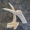 Premium New Zealand Deer Antlers – Long-Lasting Natural Chews for Dogs