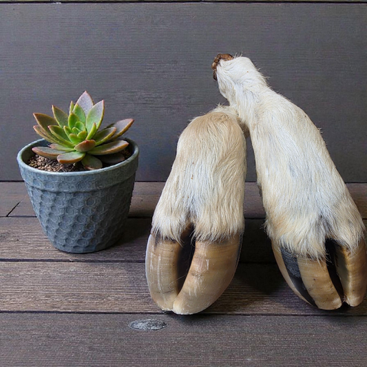 Dehydrated Cow Legs – Long-Lasting, All-Natural Chew for Strong, Healthy Dogs (NZ-Made)